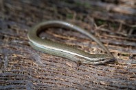 Ablepharus pannonicus, Manah