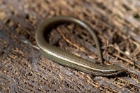 Ablepharus pannonicus, Manah