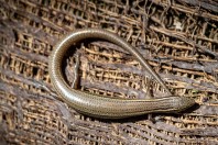 Ablepharus pannonicus, Manah