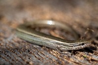 Ablepharus pannonicus, Manah