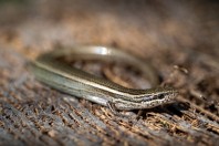 Ablepharus pannonicus, Manah