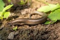Chalcides ocellatus, Manah