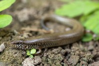 Chalcides ocellatus, Manah