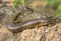 Chalcides ocellatus, Manah