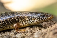 Chalcides ocellatus, Manah