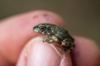 Sclerophys arabica, Manah