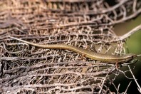 Ablepharus pannonicus, Manah