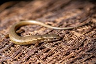 Ablepharus pannonicus, Manah