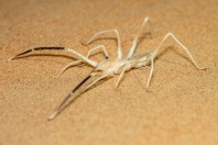 Solifugidae, Al Raka