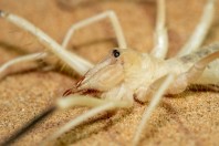 Solifugidae, Al Raka