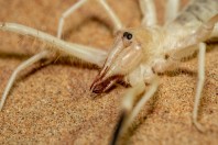 Solifugidae, Al Raka