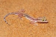 Trigonodactylus sharqiyahensis, Al Raka