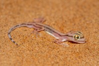 Trigonodactylus sharqiyahensis, Al Raka