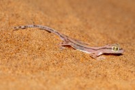 Trigonodactylus sharqiyahensis, Al Raka