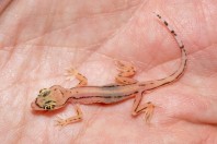 Trigonodactylus sharqiyahensis, Al Raka