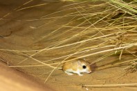 Jaculus sp., Al Raka