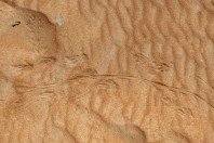 Varanus griseus, Al Raka