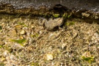 Sclerophys arabica, Wadi Bani