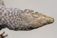 Omanosaura jaykari, Wadi Bani