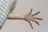 Omanosaura jaykari, Wadi Bani