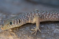 Omanosaura jaykari, Wadi Bani