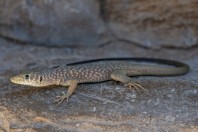 Omanosaura jaykari, Wadi Bani