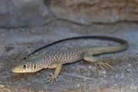 Omanosaura jaykari, Wadi Bani