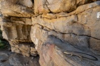 Omanosaura jaykari, Wadi Bani