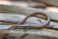 Ablepharus pannonicus, Wadi Bani