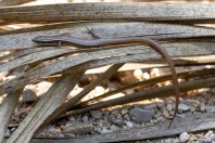 Ablepharus pannonicus, Wadi Bani