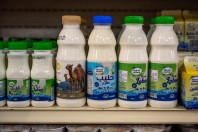 Velbloudí mléko, Wadi Bani