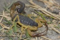 Scorpio, Arkari Valley