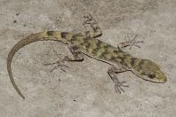 Mediodactylus walli, Chitral