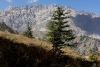 Chitral Gol National Park