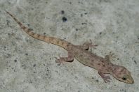 Hemidactylus cf. brookii, Chitral