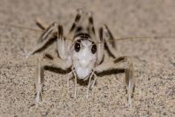 Grylloidea, Thal