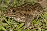 Hoplobatrachus tigerinus, Thal