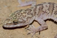 Cyrtodactylus battalensis, Battagram