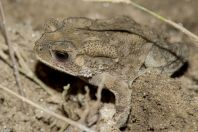 Duttaphrynus melanosticus, Battagram