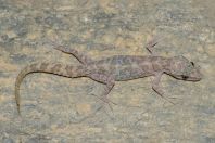 Cyrtodactylus battalensis, Battagram