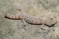 Cyrtodactylus battalensis, Battagram