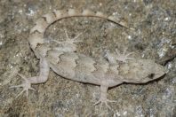 Mediodactylus sp., Battagram