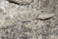 Mediodactylus sp., Battagram