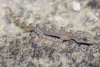 Mediodactylus sp., Battagram