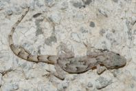 Mediodactylus sp., Bagrian