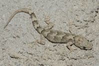 Mediodactylus sp., Bagrian