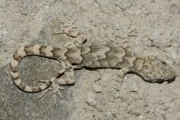 Mediodactylus sp., Bagrian