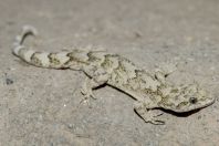 Mediodactylus sp., Bagrian