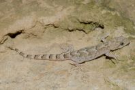 Mediodactylus sp., Oghi