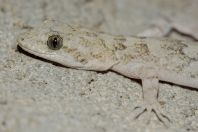 Mediodactylus sp., Oghi